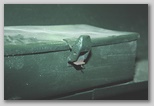 Защёлка-лягушка крышки ящика ЗиП